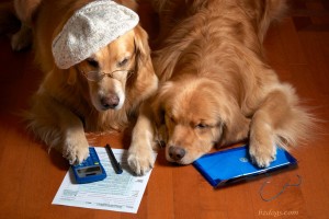 Tax Season Preparation